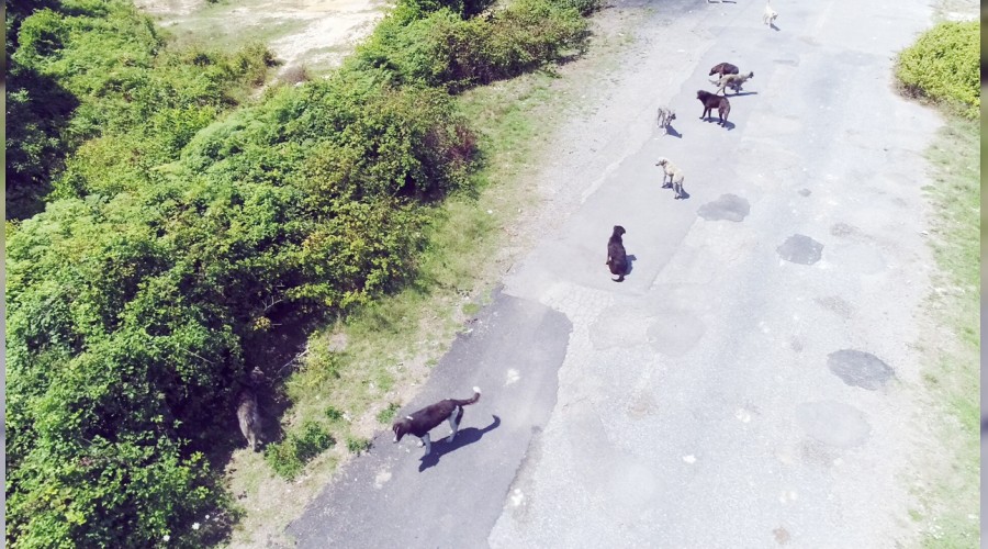 Başıboş köpekler köyü istila etti