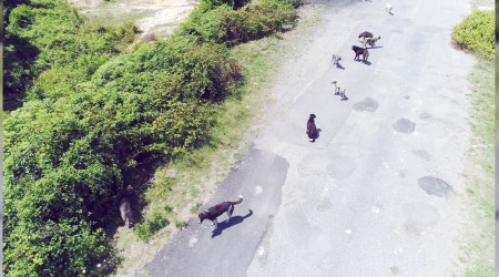 Başıboş köpekler köyü istila etti