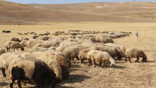 Batman'ın hayvancılık potansiyeli yüksek: Ciddi yatırımlar yapılmalı
