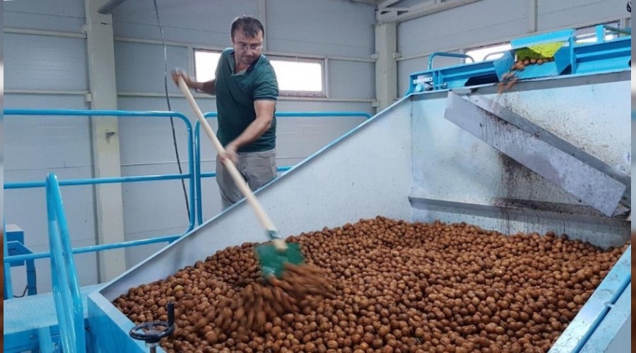 Bayramiç'te ceviz hasadı başladı