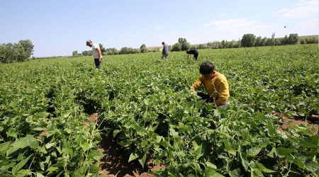Bitlis'te 16 bin dekar alan üretime kazandırıldı
