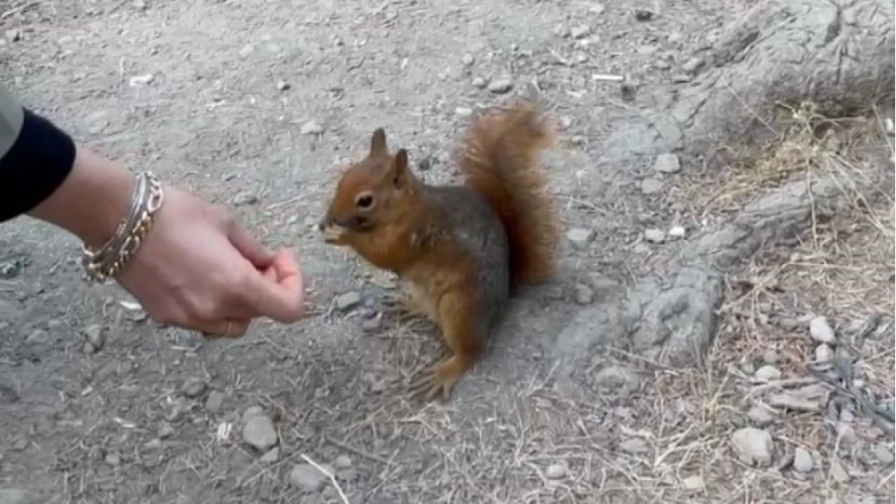 Bolu'da piknik�ilere s�rpriz ziyaret