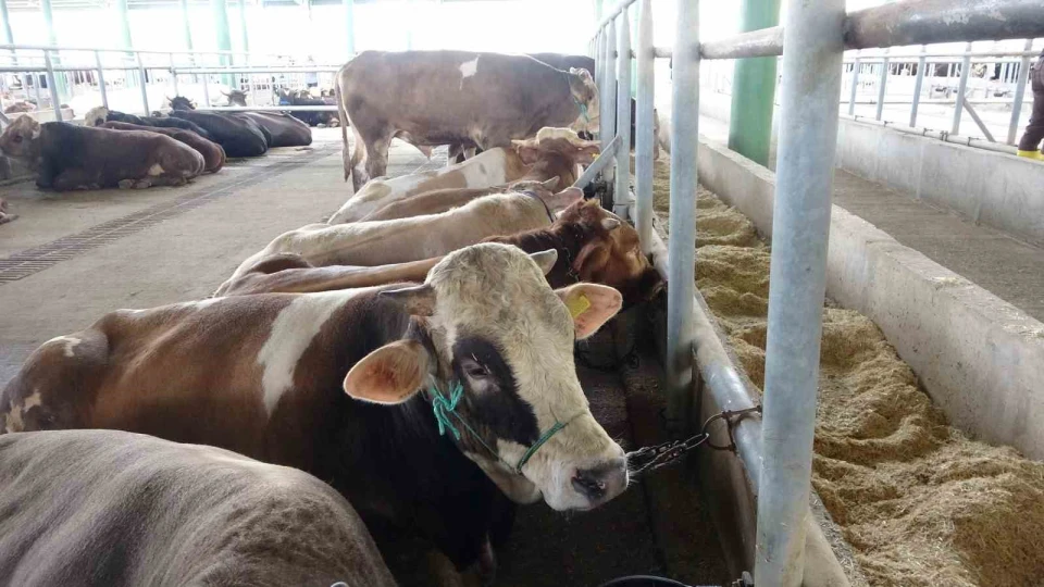 Bolu'da �ap k�s�tlamalar� kald�r�ld�