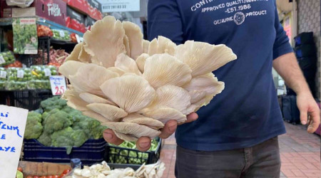 Bu mantar et ile aynı besin değerine sahip 