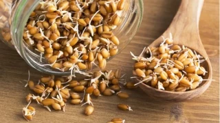 Buğday Filizi Tüketmenin İnsan Sağlığı Üzerindeki Olumlu Etkileri