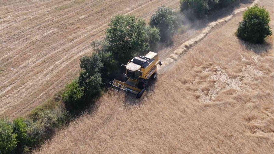 Buğdayın atası 'siyez'de hasat başladı