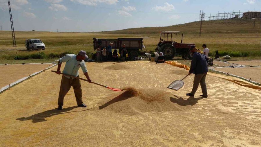 Buğdayın tarladan değirmene yolculuğu