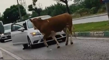Bursa'da kaçan kurbanlıklar trafiği birbirine kattı