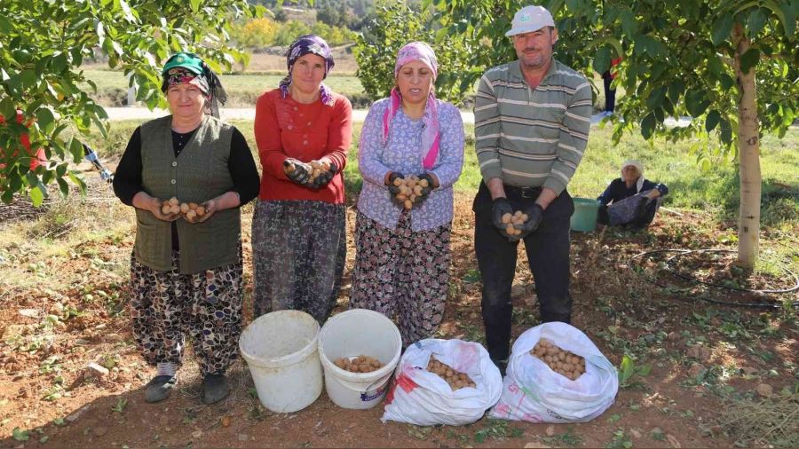 Çameli'nin coğrafi işaretli cevizinde hasat sona erdi