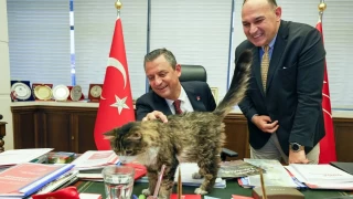 CHP'nin kedisi 'Şero' taburcu oldu