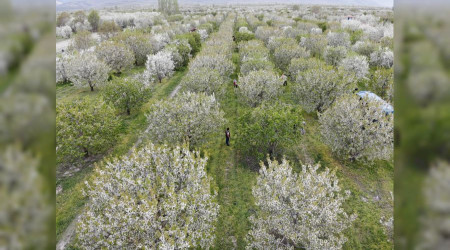 Çiçek açan kiraz bahçelerinde masalsı görüntüler