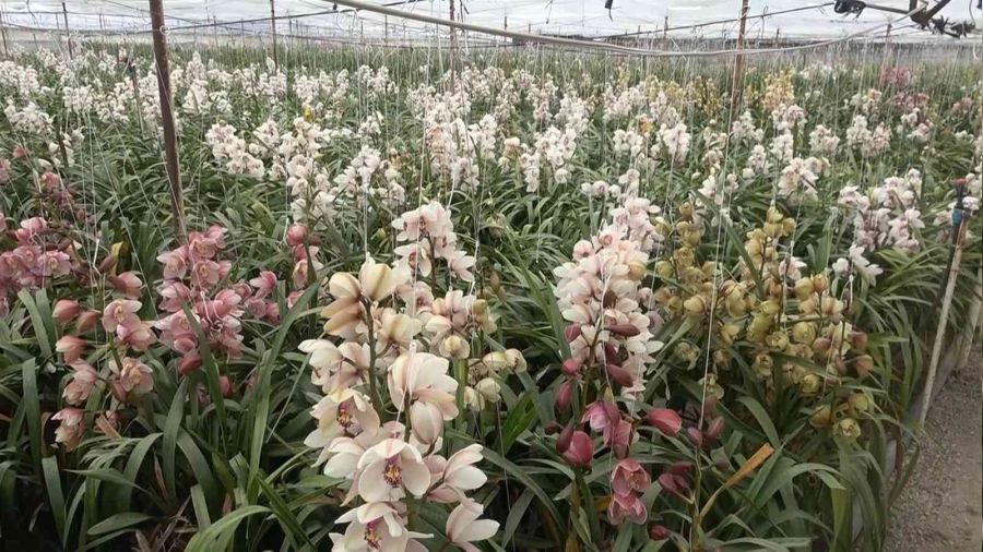 �i�ek kenti Yalova'da Anneler G�n� tela��