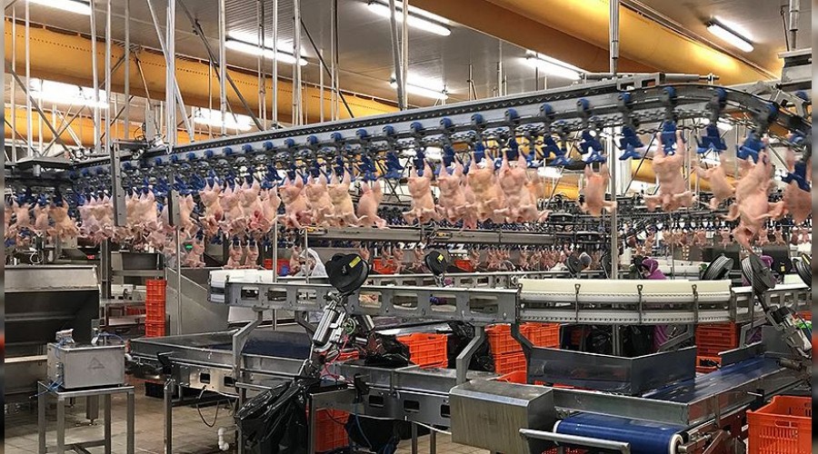 �in�in tavuk aya�� ihtiyac� T�rkiye�den