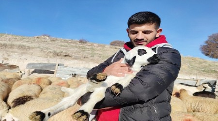 Çobanlıktan hukuk fakültesine
