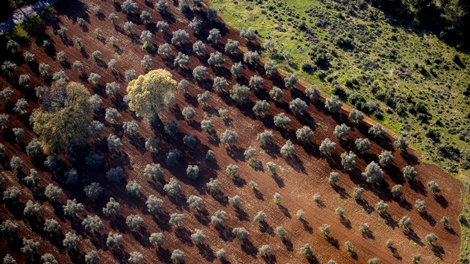 Demre'nin bereketli topraklar�: Hangi �r�nler yeti�iyor?