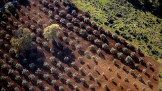 Demre'nin bereketli topraklar�: Hangi �r�nler yeti�iyor?