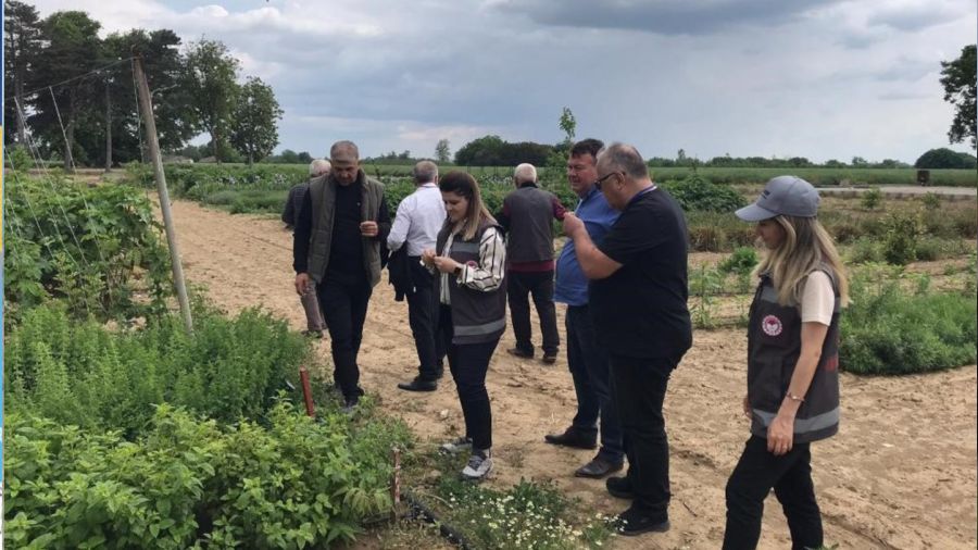 Deneme amacıyla ekilen tahıl ve aromatik bitkiler incelendi