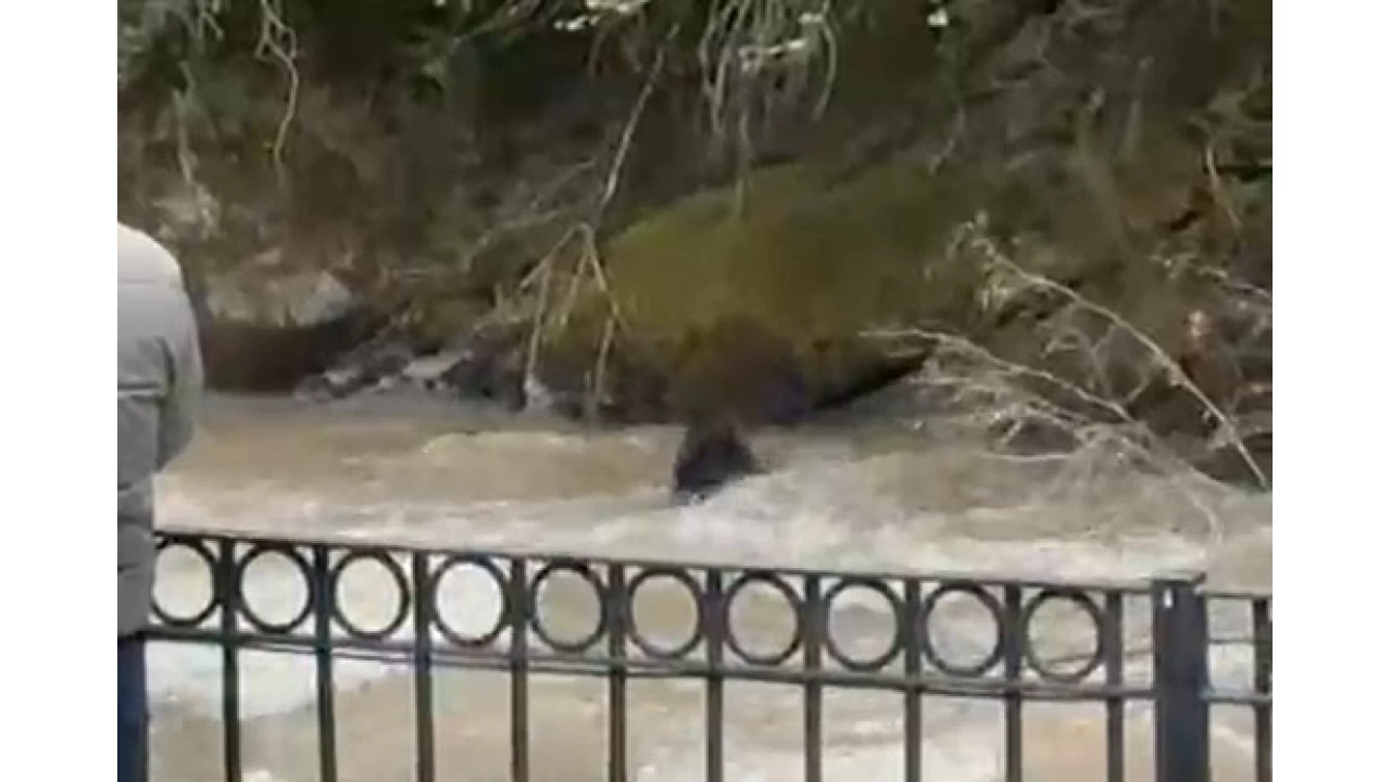 Dereye d��en domuza ba��rarak karaya ��karmaya �al��t�lar