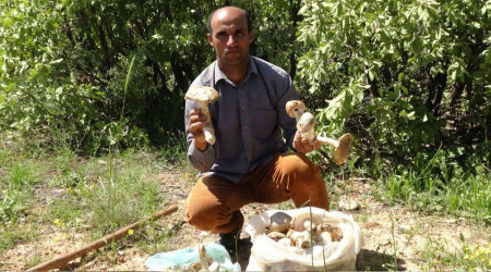 Doğal mantar bolluğu
