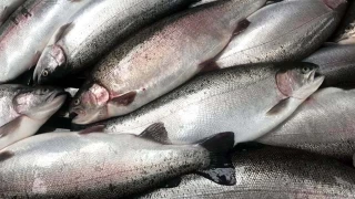 Doğu Karadeniz'in Türk somonu ihracatı yüzde 56 arttı