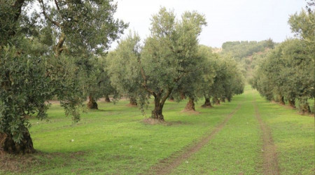 Dökme ve varil zeytinyağı ihracatına fon kesintisi