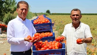 Domatesin tarlada kilogram fiyatı 3 liraya düştü