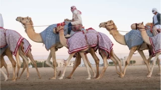 Dubaide Deve Yarlar Gelenei Teknolojiyle Buluuyor