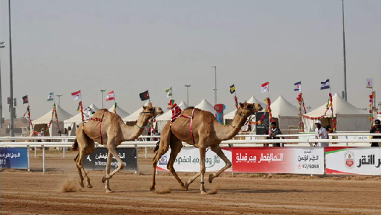 Dubai’de Deve Yarışları Heyecanı Zirvede