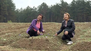 'Dnyann en pahal baharat' safrann kilogram 600 bin liradan satlacak