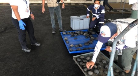 Ekvador'da valizde plastiğe sarılı 185 bebek kaplumbağa çıktı