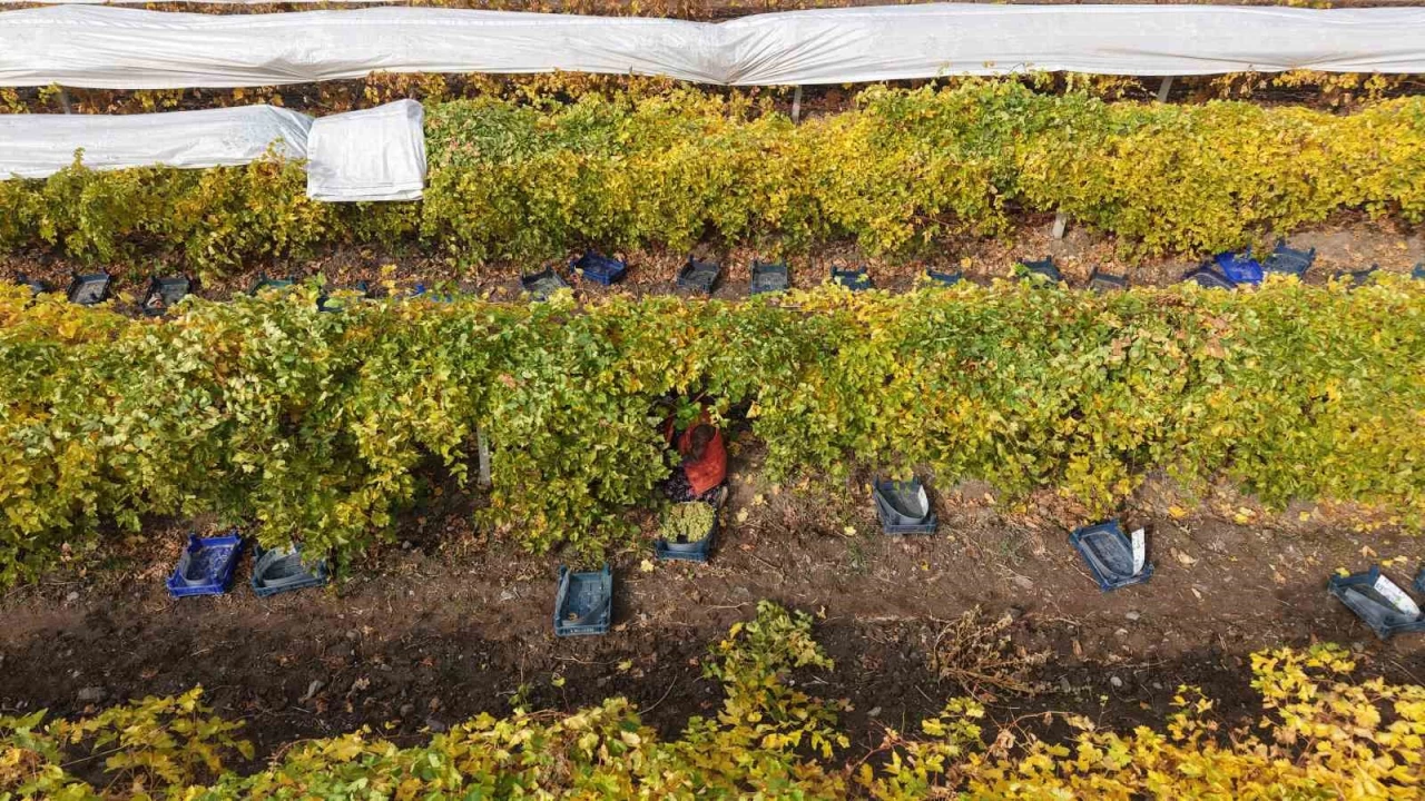 Elazığ'da donun vurduğu üzümde rekolte yüzde 80 düştü