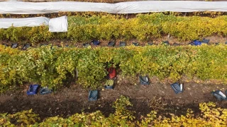 Elazığ'da donun vurduğu üzümde rekolte yüzde 80 düştü