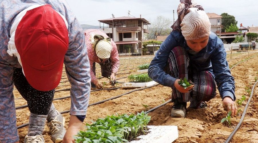 Emcelli Biberlerini, genç kuşaklar yetişmeye başladı