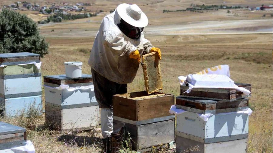 En tatl� hasat ba�lad�