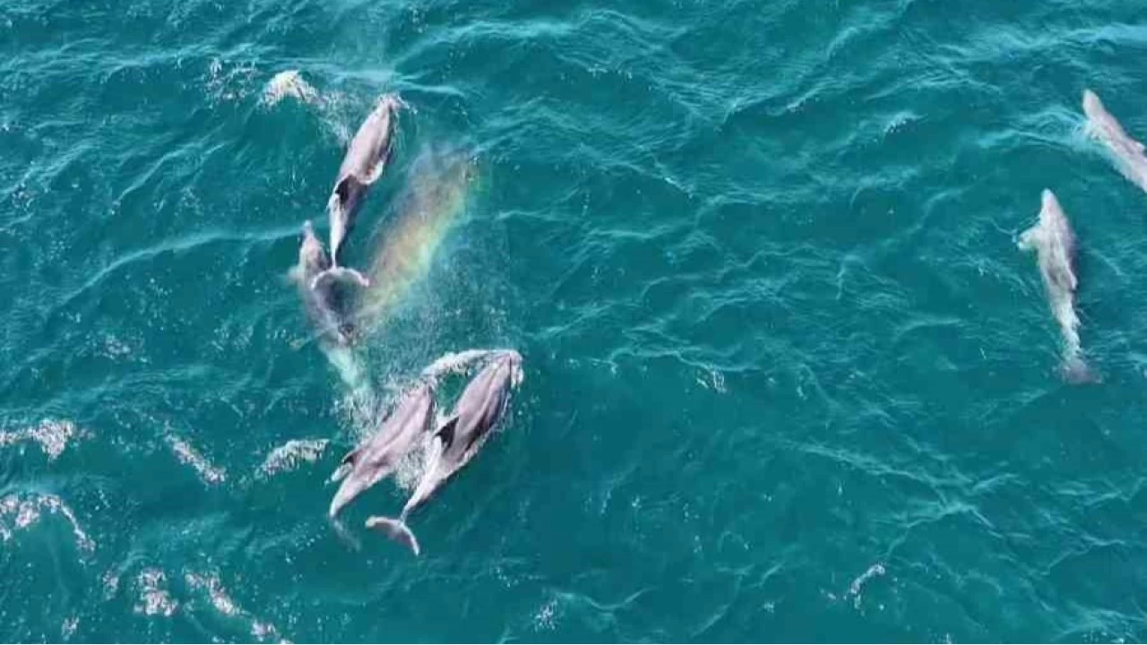 Erdek K�rfezi'nde yunus s�rprizi