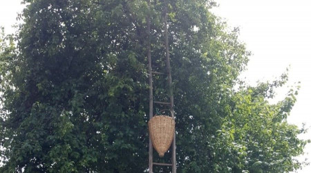 Erik toplamak için çıktığı ağaçtan düşerek öldü
