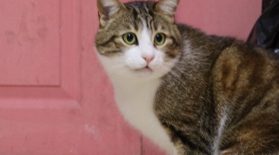 Evcil hayvanlar için mikroçip zorunlu oldu