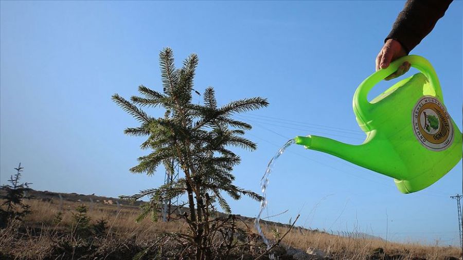 Fidan dikme cezas� Yarg�tay'dan d�nd�