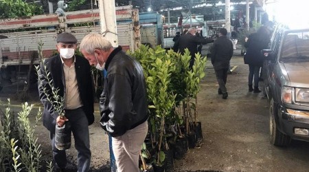 Fidanlar üreticilere teslim edildi
