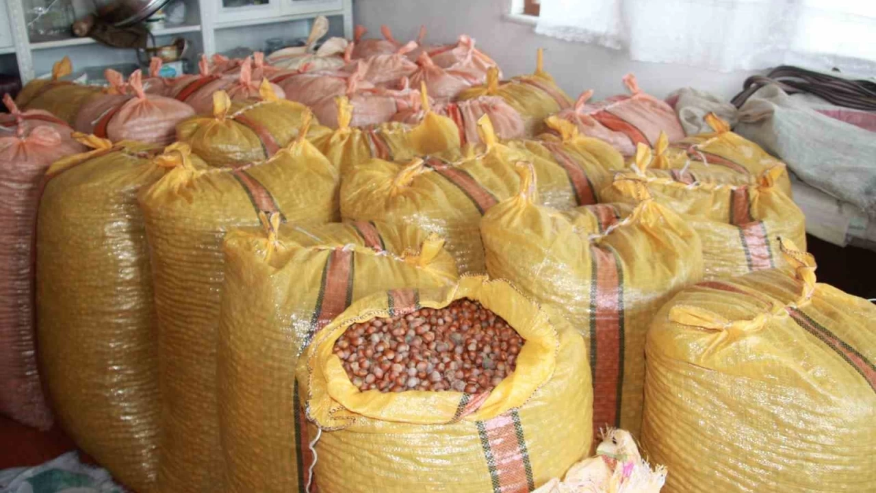 Fındık üreticilerinin beklentisi 500 lira
