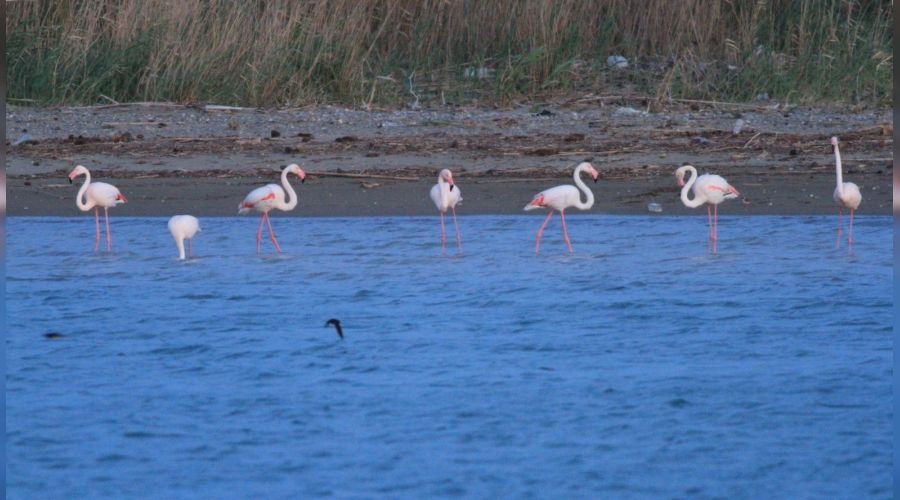 Flamingolar�n f�rt�na molas�