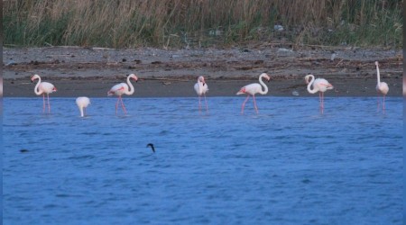 Flamingolarn frtna molas