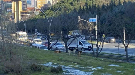 Gaziosmanpaşa'da başıboş köpekler korku saçıyor
