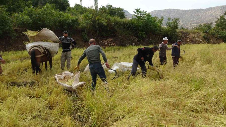 Gerc��'te orakla pirin� hasad� 