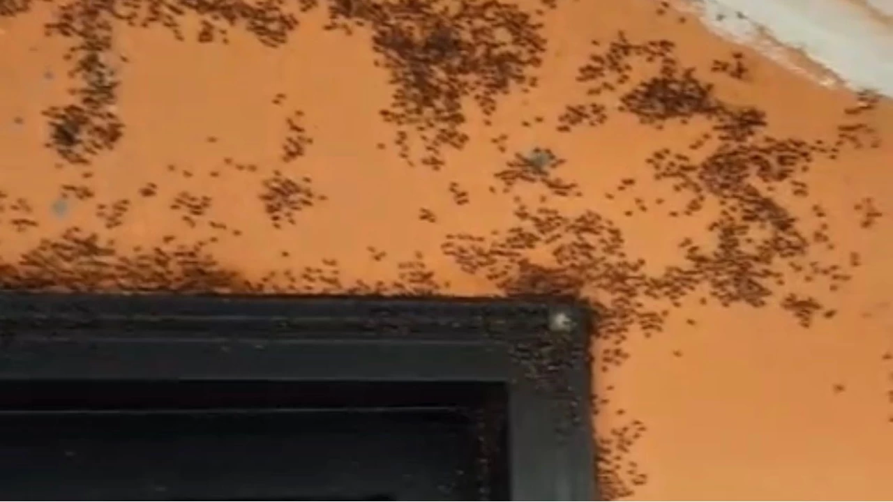 Gönen'de kara sinek istilası