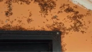 Gnen'de kara sinek istilas