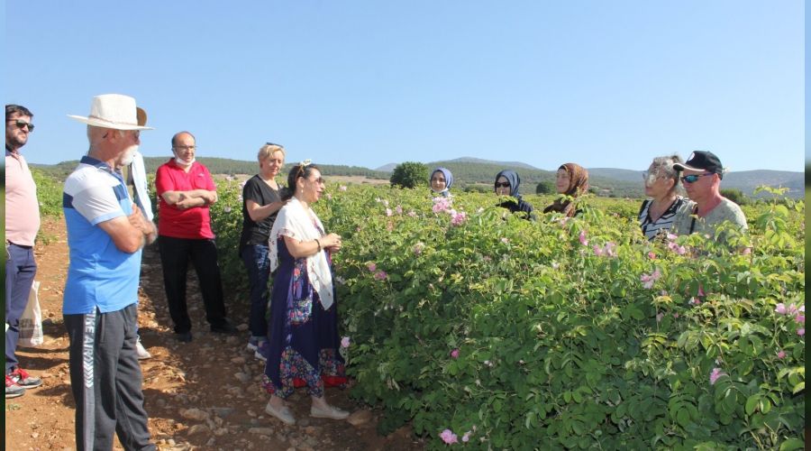 Gül bahçelerinde yabancılara 'gül eğitimi'