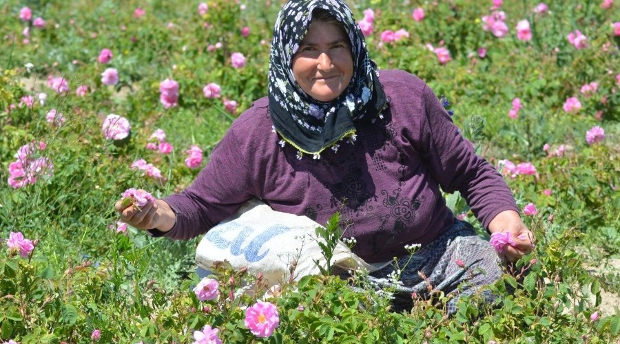 Gül çiçeği üreticisi dekar başına destek bekliyor