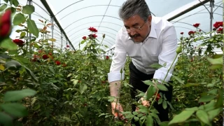 Gül hasadı başladı