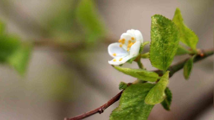 G�m��hane'de Eyl�l ay�n�n ortas�nda erik a�ac� �i�ek a�t�